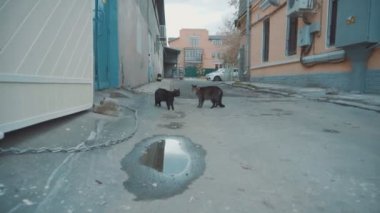 Kediler eski şehrin avlularında birbirleriyle tartışırlar. Kediler korkudan dağılır.