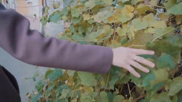 Una niña con un abrigo púrpura sostiene su mano sobre las hojas de uvas silvestres. Las uvas silvestres crecen en las calles de la ciudad — Vídeo de stock
