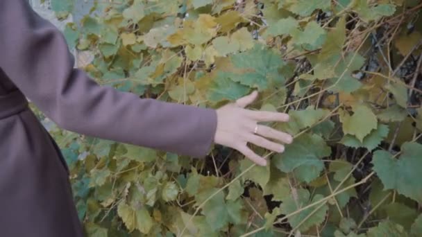 Mor paltolu bir kız elini yaban üzümlerinin yapraklarının üzerinde tutuyor. Şehrin sokaklarında yabani üzümler yetişiyor. — Stok video