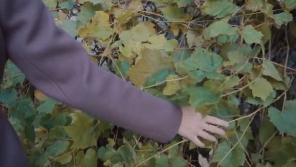 紫色のコートを着た少女は、野生のブドウの葉の上に手を握っています。街の路上で野生のブドウが育つ — ストック動画