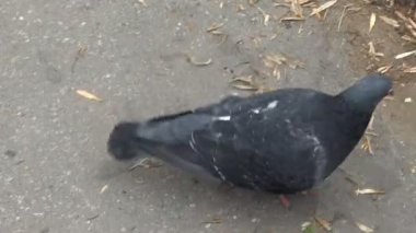 Parkta yiyecek ararken daldım.