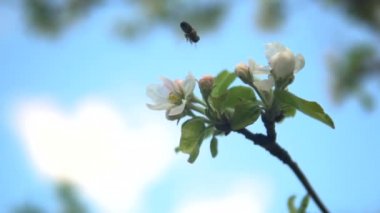 The wasp flies about a flowering tree and sits on a flower