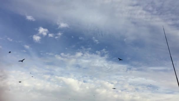 Kråkor flyger i skyn — Stockvideo