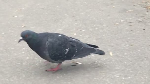 Pomba no parque corre — Vídeo de Stock