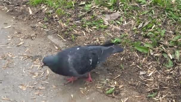 Περιστέρι στο πάρκο ψάχνει για φαγητό. Άγρια πτηνά — Αρχείο Βίντεο