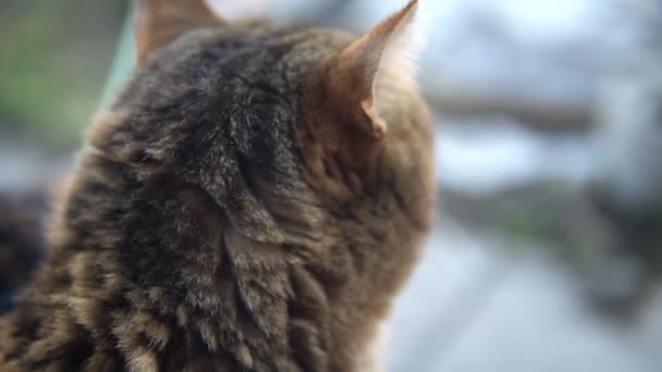 British breed cat turned — Stock Video