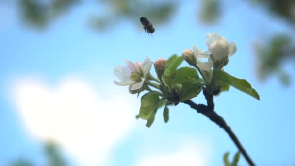 The wasp flies about a flowering tree and sits on a flower — Stock video