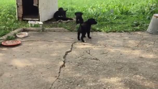 Cinq petits chiots courent 