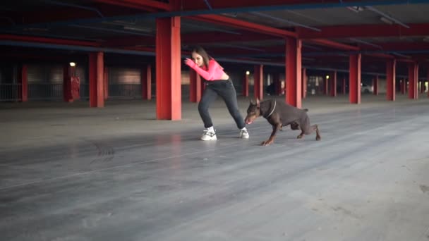 La chica corre con el perro de la raza Doberman en la destilación — Vídeos de Stock