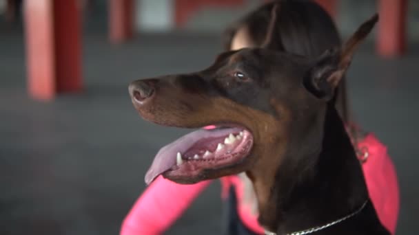 Hondenras Doberman stak zijn tong uit en ademt. Druipend kwijlen. De hond bewaakt het meisje. — Stockvideo
