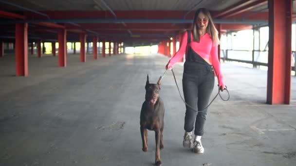 Fashionabla flicka går med en hund ras Doberman i koppel — Stockvideo