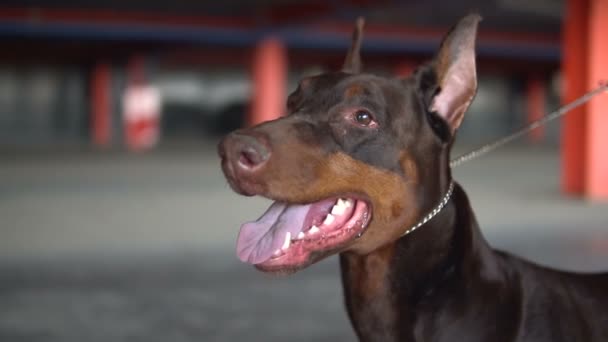 La raza de perros Doberman abrió su boca de cerca — Vídeos de Stock