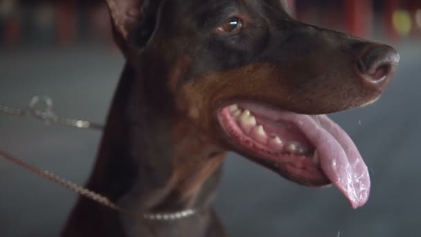 Köpek yetiştiricisi Doberman dilini çıkardı ve nefes aldı. — Stok video