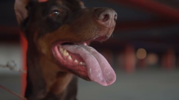 Hondenras Doberman stak zijn tong uit en ademt — Stockvideo