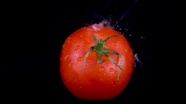 L'eau est pulvérisée sur une tomate. Sur un fond noir isolé — Video