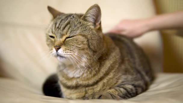 Menina acariciando um gato da raça britânica. O gato jaz na cadeira fecha os olhos de prazer — Vídeo de Stock