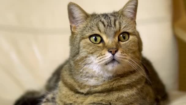 A cat of British breed lies on an armchair and looks carefully. Cat face close up. — Stock Video