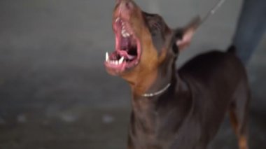 Köpek yetiştiricisi Doberman yavaş yavaş bir yabancıya havlar.