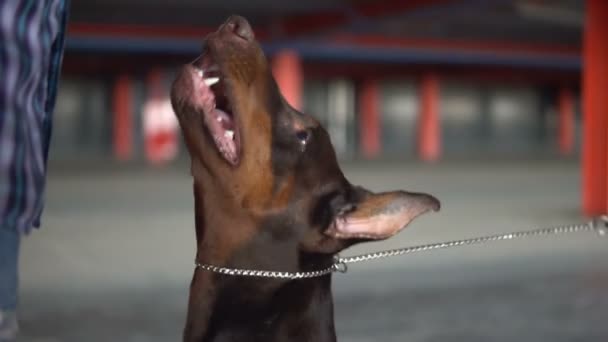 La razza di cane Doberman abbaia a uno sconosciuto lento — Video Stock