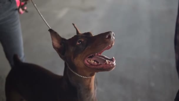 La razza di cane Doberman abbaia a uno sconosciuto lento — Video Stock