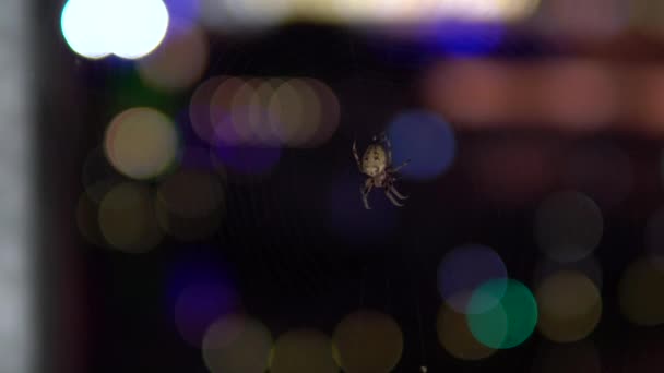Örümcek cinsi bir çapraz örümcek ağı üzerinde oturuyor. Renkli ampullerin arka planına karşı. Yakın plan. — Stok video