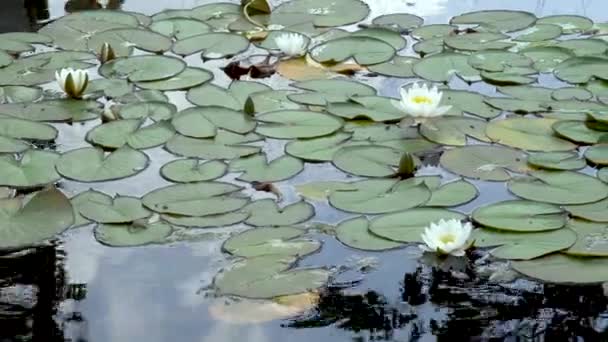 Una ninfee su un lago. Primo piano — Video Stock