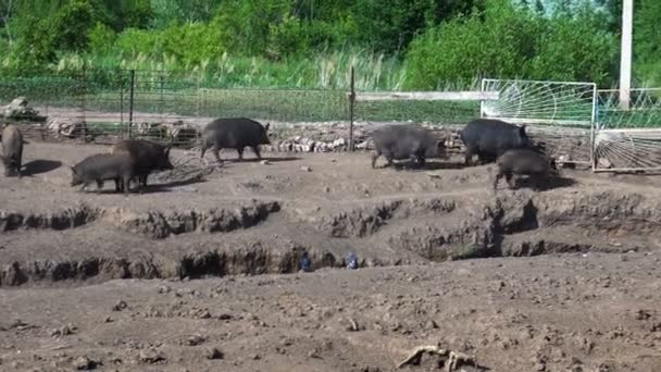 야생 돼지들이 통 안을 걸어 다닌다 — 비디오