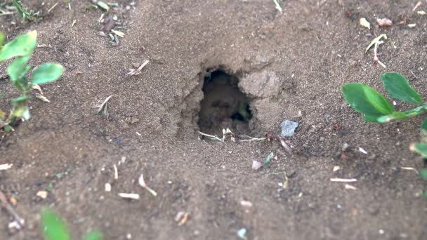 蚂蚁貂在地面上。蚂蚁在地上建了一座房子 — 图库视频影像