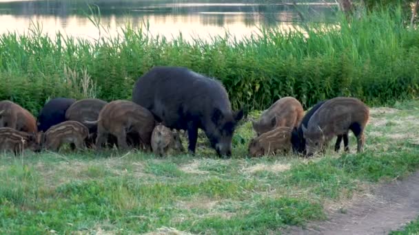 야생 돼지는 음식을 통해 싸운다. 큰 돼지가 작은 증기를 친다. 돼지가 함께 먹는다 — 비디오