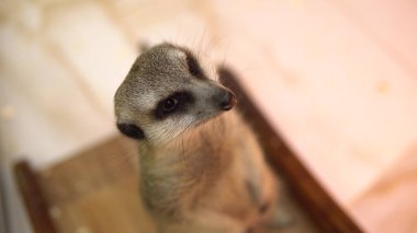 Meerkat arka ayakları üzerinde duruyor ve bakıyor. Köfte suratlı, kapat.