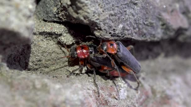 Paringskevers Cantharis rustica. Twee kevers hebben seks. Voortzetting van de nakomelingen. Blauwe wijting. — Stockvideo