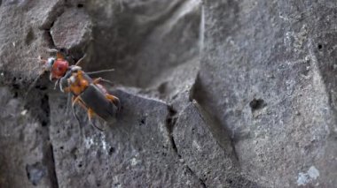 Çiftleşen böcekler Cantharis rustica. İki böcek sevişiyor. Yavrunun devamı. Makro.
