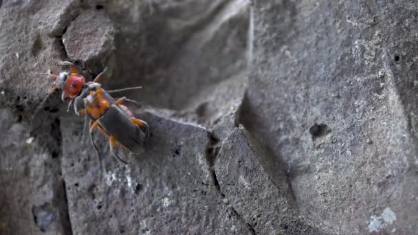 Паруючі жуки Cantharis rustica. Два жука займаються сексом. Продовження роду. Макро. — стокове відео