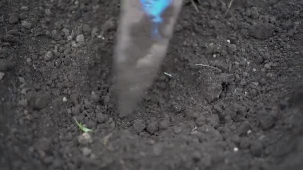 Muž zasadí do země kapustu zelí. Seedlings jsou transplantovány do země na farmě close-up. — Stock video