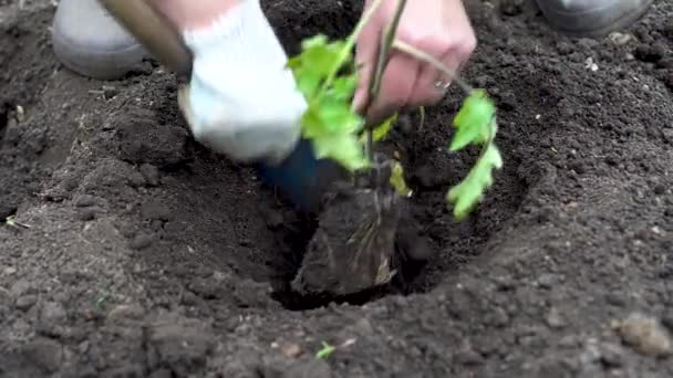 Un uomo pianta un germoglio di pomodori nel terreno. Piantine vengono trapiantati nel terreno in una fattoria primo piano . — Video Stock