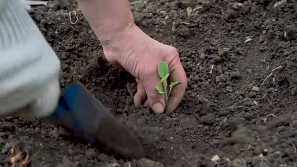 Muž zasadí do země kapustu zelí. Seedlings jsou transplantovány do země na farmě close-up. — Stock video