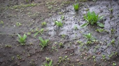 Suyun basıncıyla yeryüzünü tohumlarla sulamak bir fıskiyeyle. Bahçe bakımı.