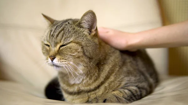 영국 혈통의 고양이를 쓰다듬는 소녀. 고양이는 의자에 누워 기쁨의 눈을 감고 — 스톡 사진