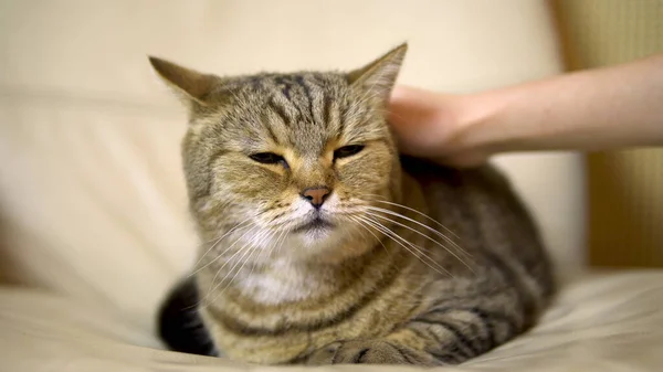 女孩抚摸着英国品种的猫. 猫躺在椅子上高兴地闭上眼睛 — 图库照片