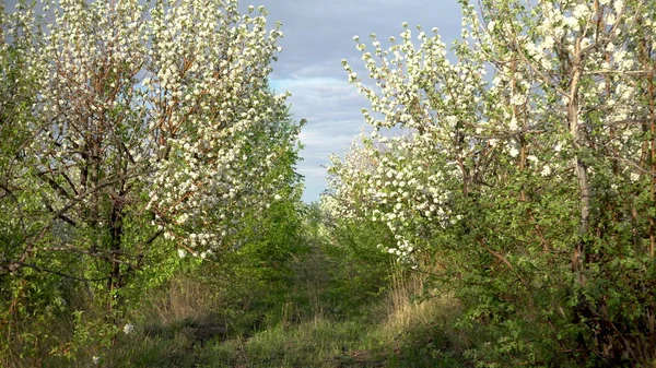Sétálj át a virágzó almás gyümölcsösön. Fák sikátora. — Stock Fotó