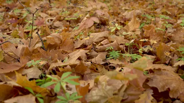 Folhas amarelas caídas jazem no chão na floresta. — Fotografia de Stock
