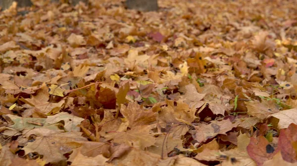 Gevallen gele bladeren liggen op de grond in het bos. — Stockfoto