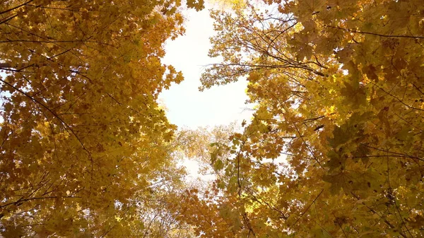 Uitzicht op de lucht tussen de herfstbomen in het bos. Onderaanzicht — Stockfoto