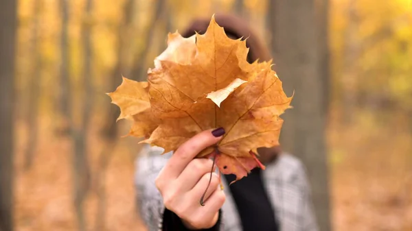 Een jonge vrouw met een bril verstopt zich achter een grote boom van bladeren in het herfstbos. Meisje houdt bladeren naar de camera. — Stockfoto