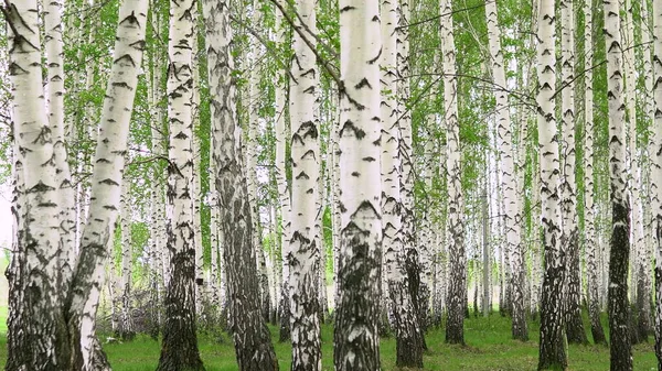 Wandelen door het berkenbos in de zomer. Witte bomen. — Stockfoto