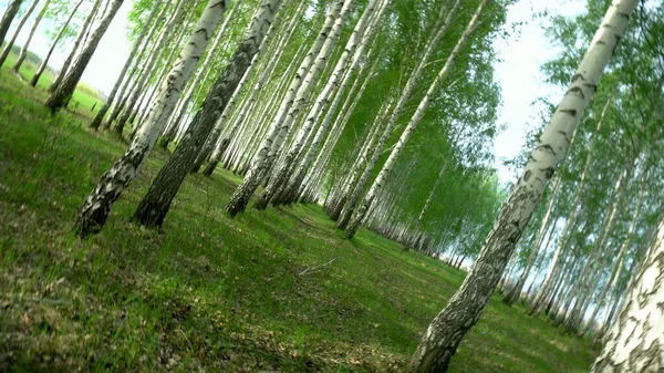 Caminhando pela floresta de bétulas no verão. Floresta Verde. A câmera está girando . — Fotografia de Stock