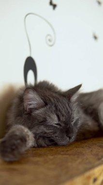 Maine Rakun uyuyor. Gri kedi dolapta uyuyor. Yakın plan..