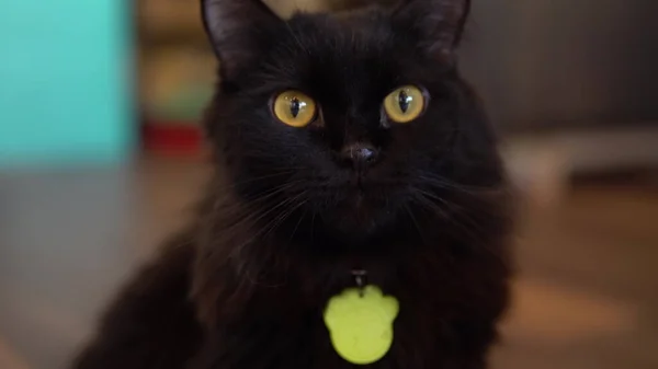 Cat looks into the camera close-up. Black cat with yellow eyes leaves the frame.