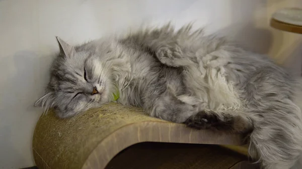 De grijze kat ligt tegen de muur op het terrein. De kat valt in slaap. — Stockfoto