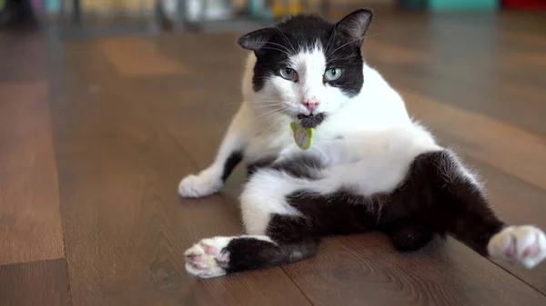 얼룩 고양이 한 마리가 바닥에 앉아 핥는다. 흑백의 고양이가 핥고 카메라를 봅니다.. — 스톡 사진